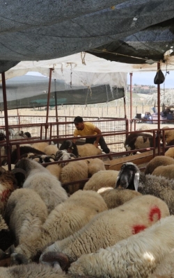 Çukurova Belediyesi Kurban Satış ve Kesim Yerlerini Denetledi̇