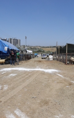 Çukurova Belediyesi Kurban Satış ve Kesim Yerlerini Denetledi̇