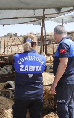 Çukurova Belediyesi Kurban Satış ve Kesim Yerlerini Denetledi̇