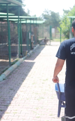 Barınak ve Besleme Çalışmaları