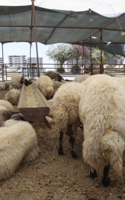 Çukurova Belediyesi Kurban Satış ve Kesim Yerlerini Denetledi̇
