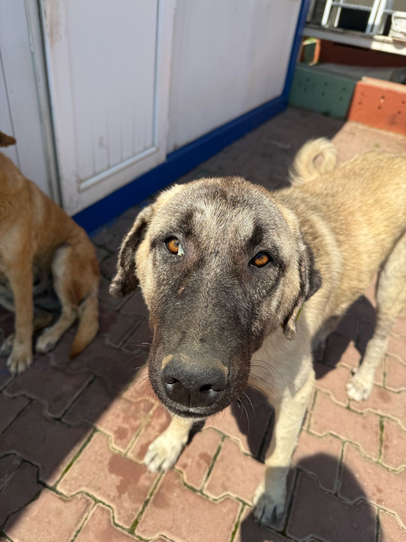 Kangal