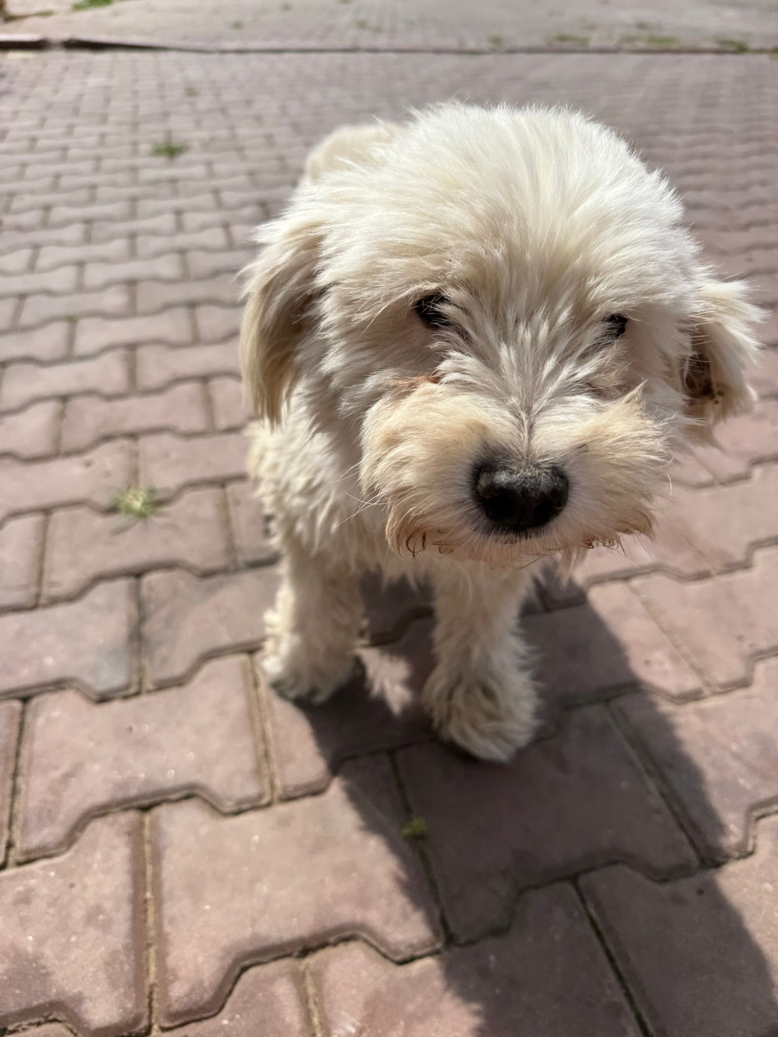 Terrier