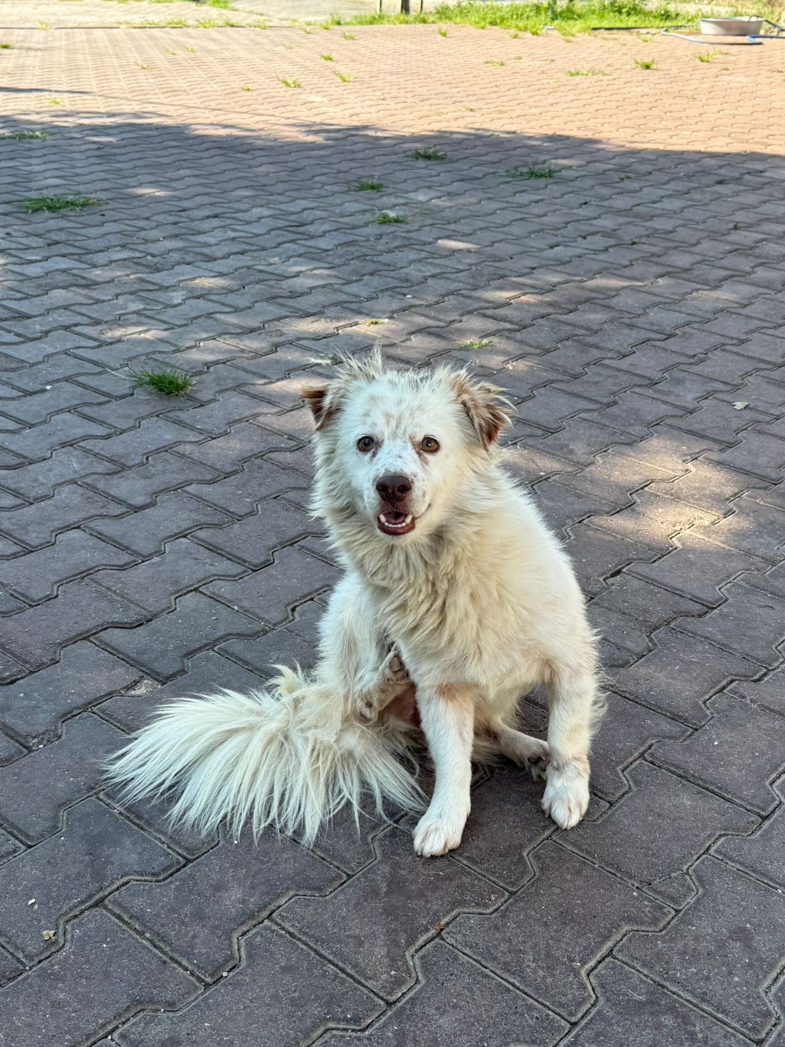 Terrier