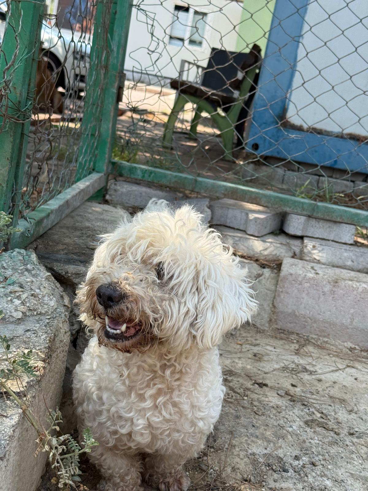 Terrier