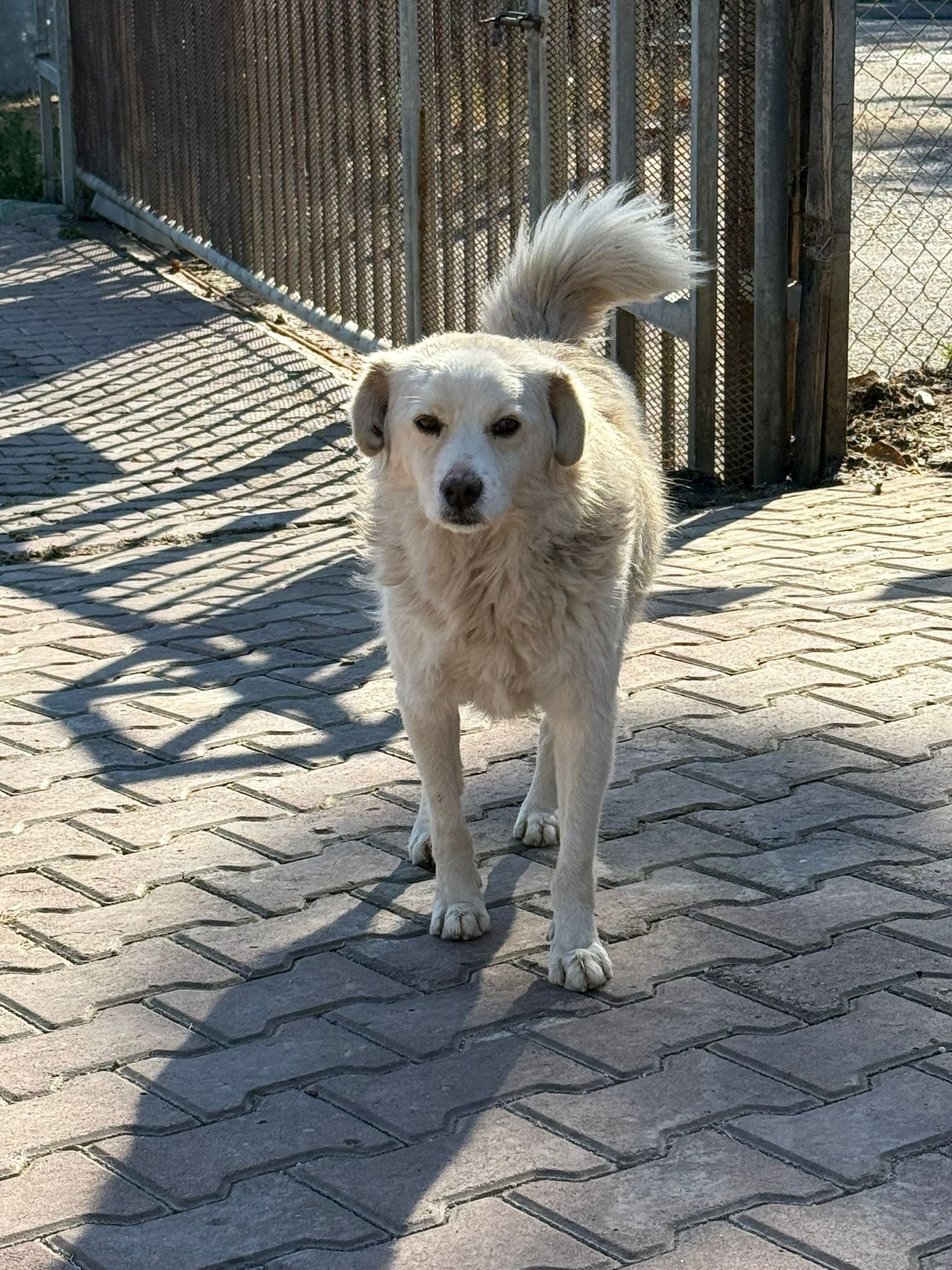 Sahiplendirilecek Dost