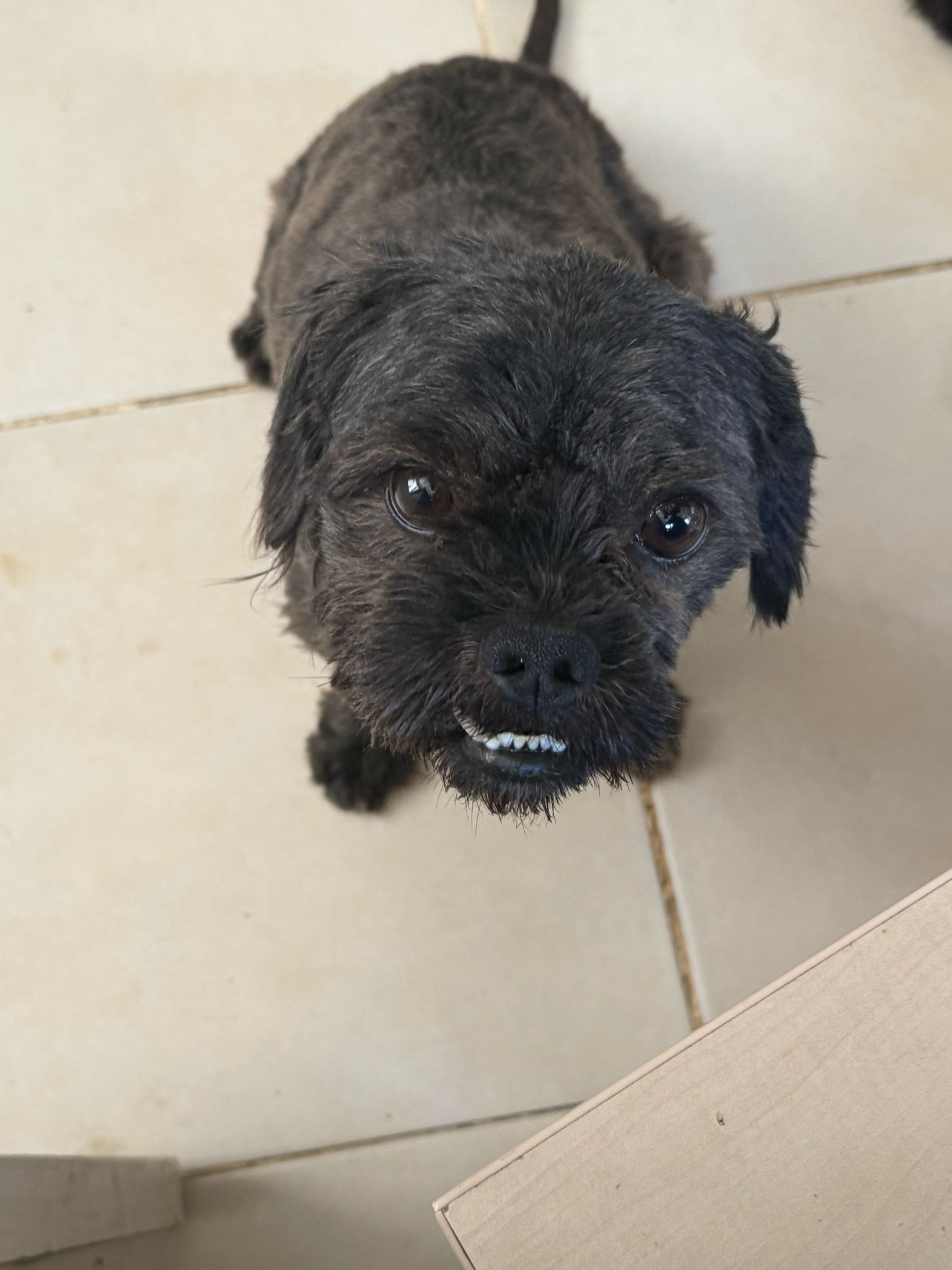 Terrier